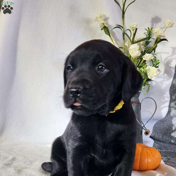 Floral, Black Labrador Retriever Puppy